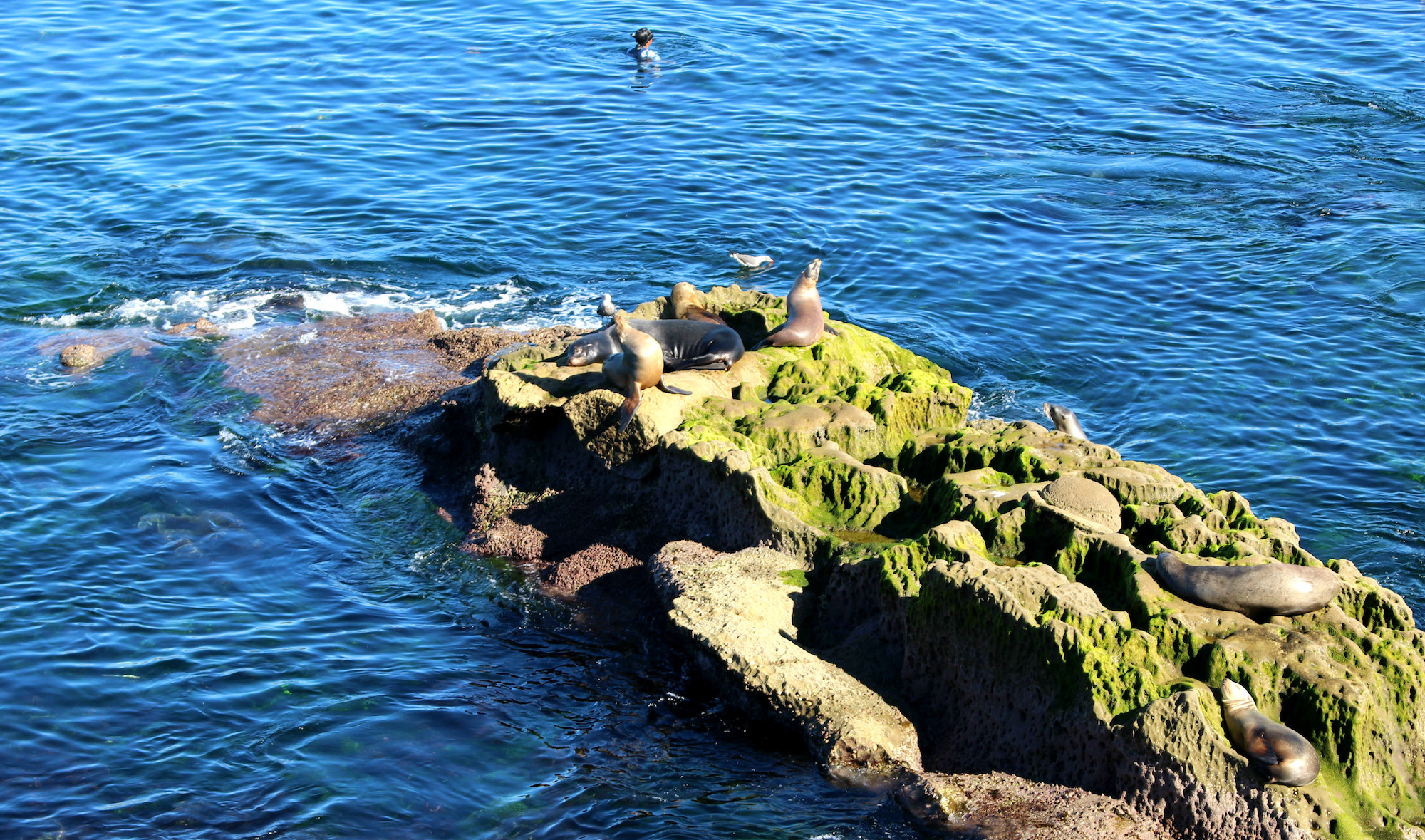 La Jolla California A World Full Of Fairytales la-jolla-california-a-world-full-of-fairytales